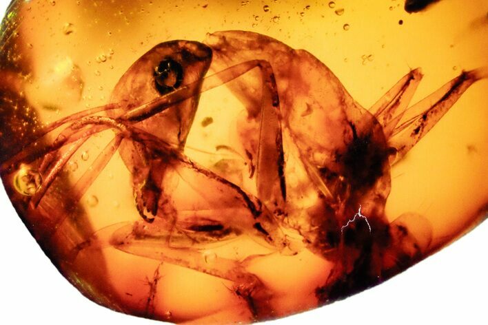 Partial Fossil Ant (Formicidae) in Chiapas Amber #302573